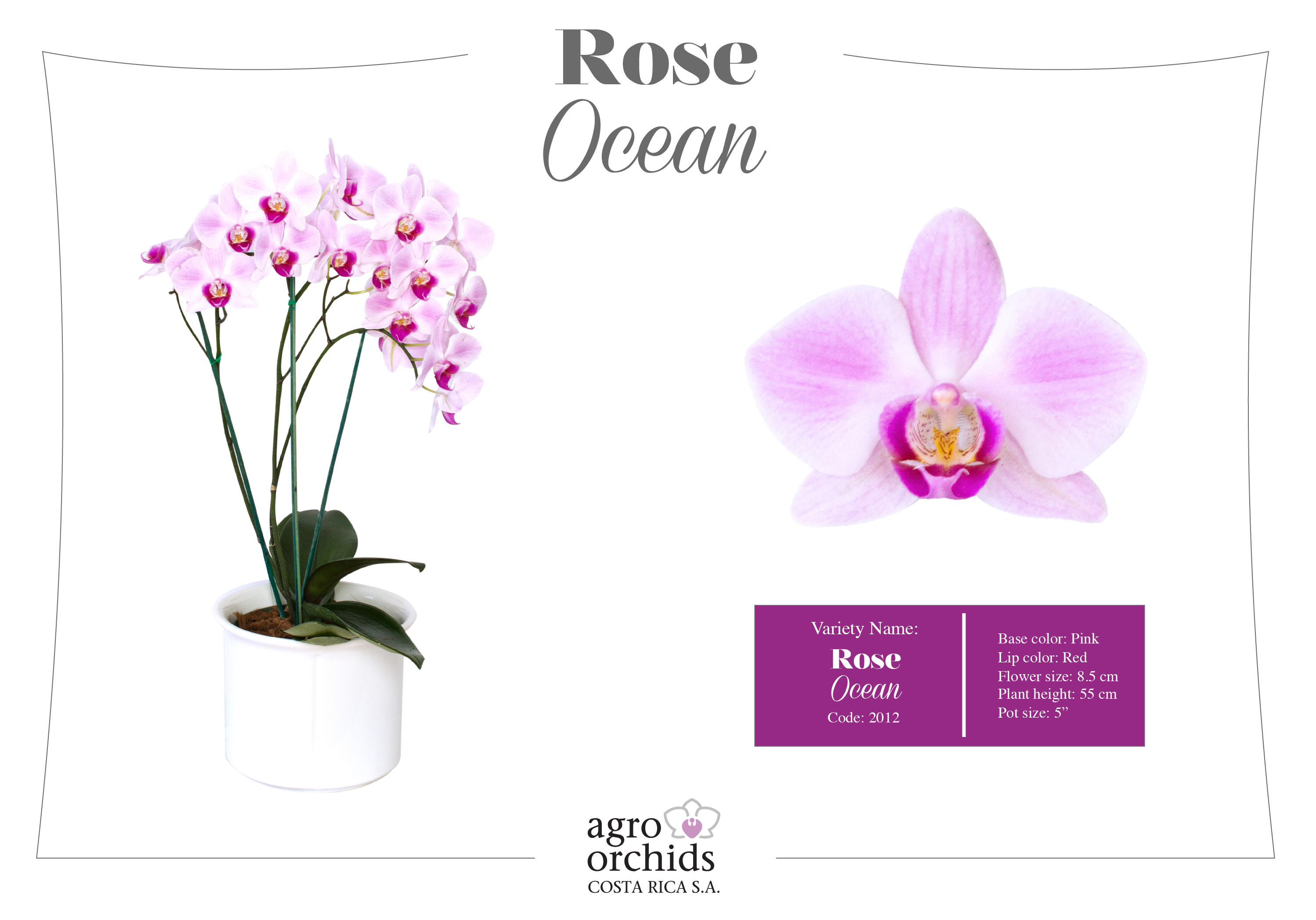 Compilation sister Rose Орхидея